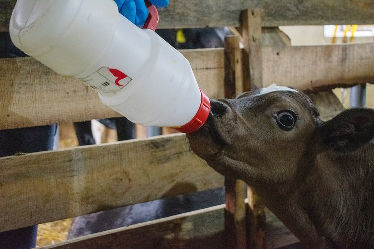 теля в загоні, органічне тваринництво, молочна ферма