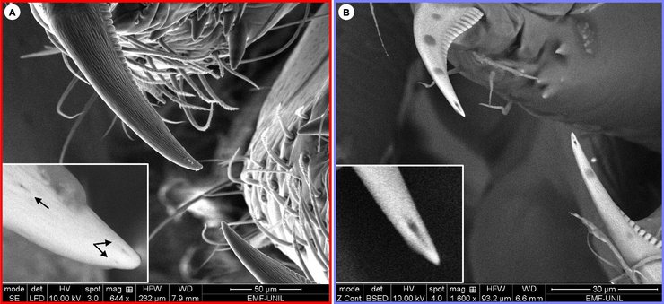 клыки пауков