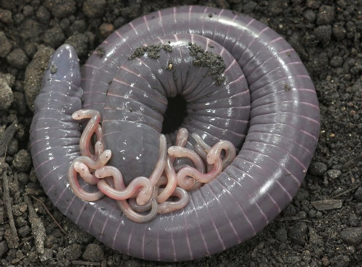 червяг самка детеныши