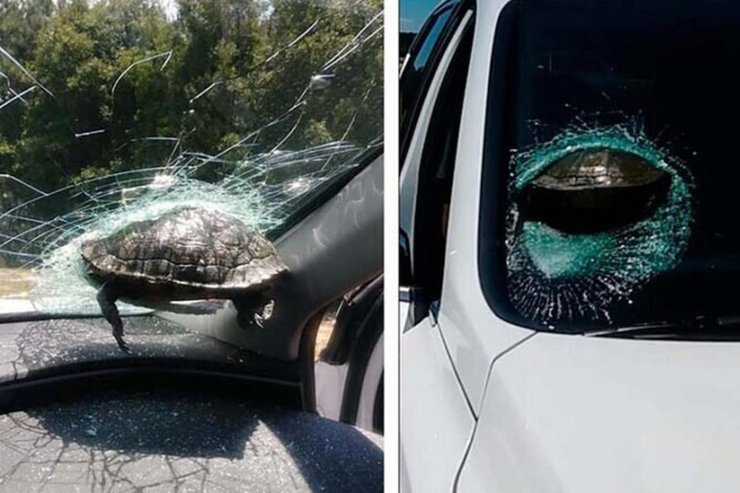 черепаха, лобовое стекло
