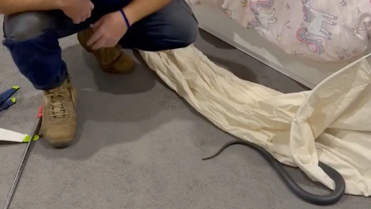 Змею в постели дочери нашла семья из Австралии, находки, курьезы, интересные истории, странные случаи, рептилии, фото