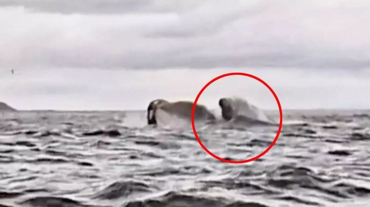 Кит проглотил мужчину, который плыл на байдарке, он выжил и рассказал о том, что видел, курьезы, приколы, интересности