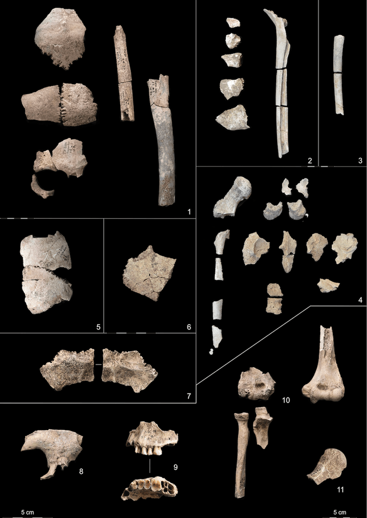 Трипільська культура, трипільці, Косенівка, Черкаська область, останки, рештки, кістки, вбивство, пожежа, археологія, археологи, розкопки, археологічні знахідки, стоянка Косенівка, трипільське поселення