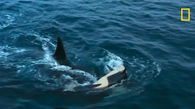 океан косатки напад