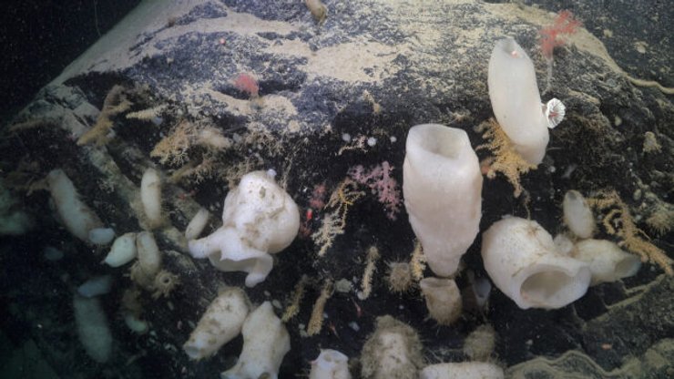 антарктида, життя в антарктиді, антарктида життя