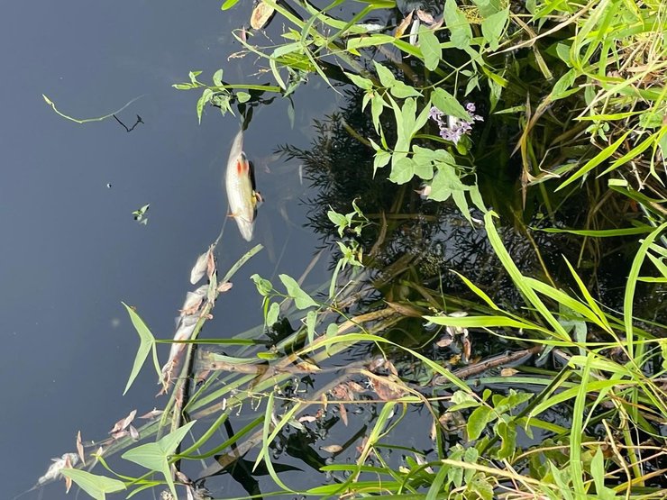 Рыба, Сейм, сентябрь 2024 года