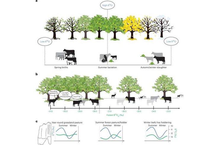 скот, коровы, сыроделы, молоко, надои, Европа, зима, изотоп, фермеры, листья, исследования, ученые, история