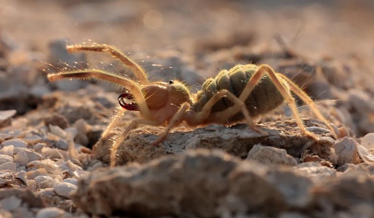 Большинство фотографий, на которых изображены огромные верблюжьи пауки, играют с ложной перспективой