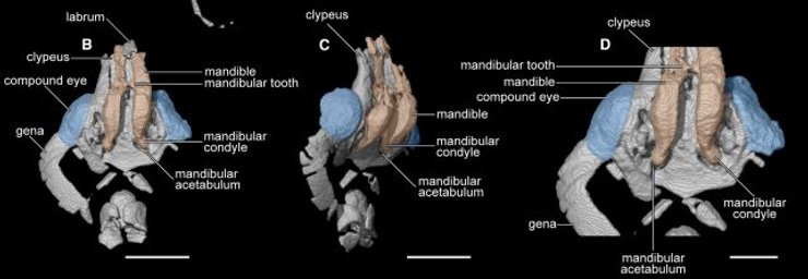 пекельна мураха скам'янілість