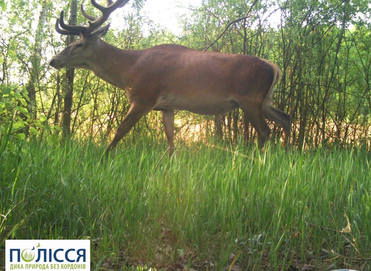 Олень благородный