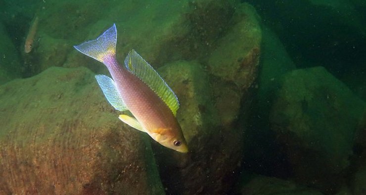 рыба цихлида