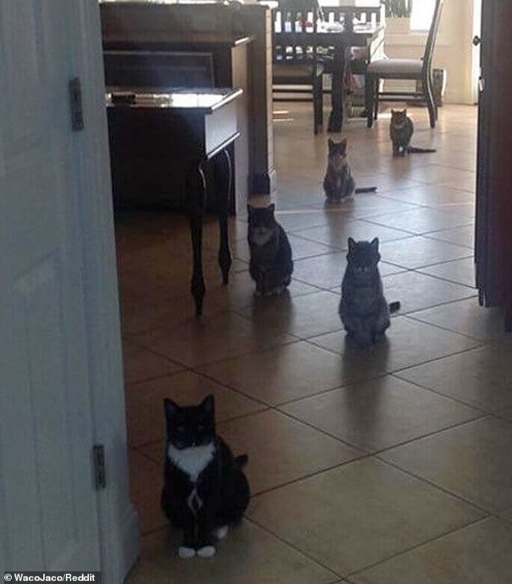 необычные животные, необычные животные фото,