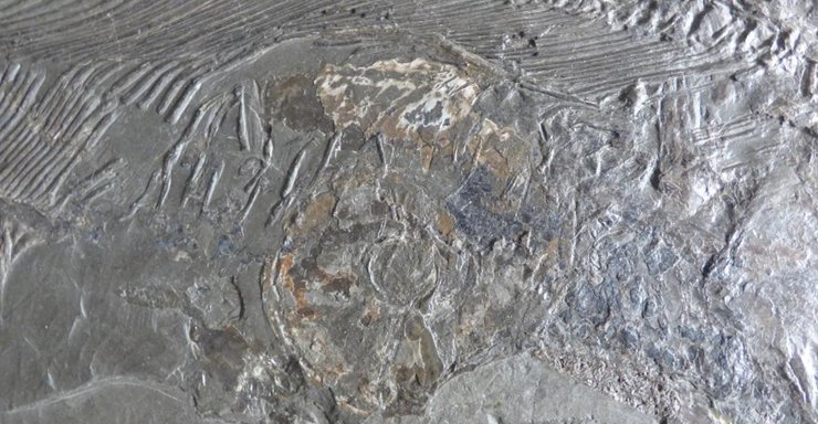 аммонит, окаменелости