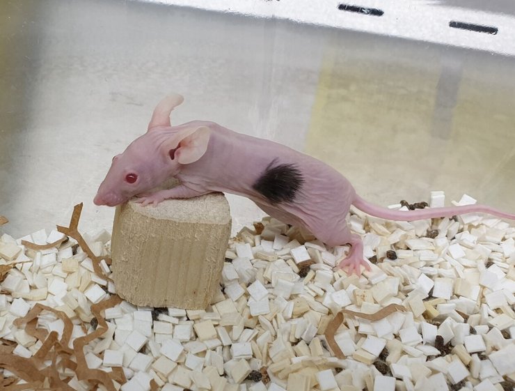 Лиса миша, лабораторна миша, експеримент із вирощуванням волосся