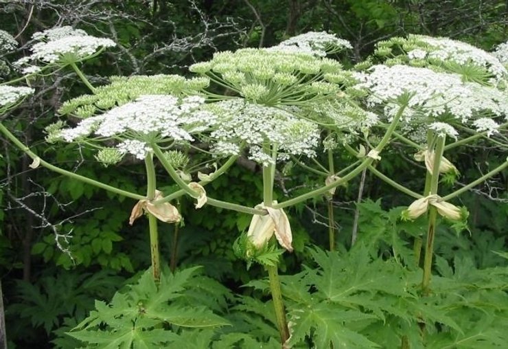 борщевик опасен для детей