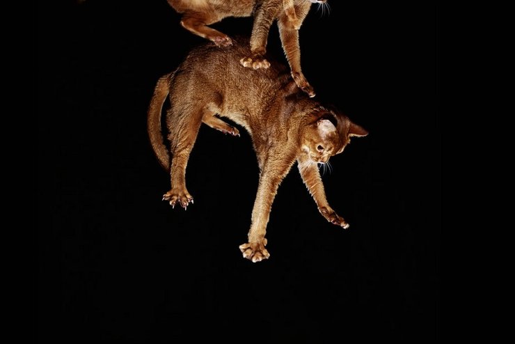 кішка, падає кішка, падіння кішки