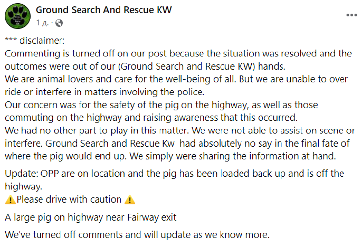 Свинья на дороге, домашнее животное на шоссе, Канада, курьезы, фото