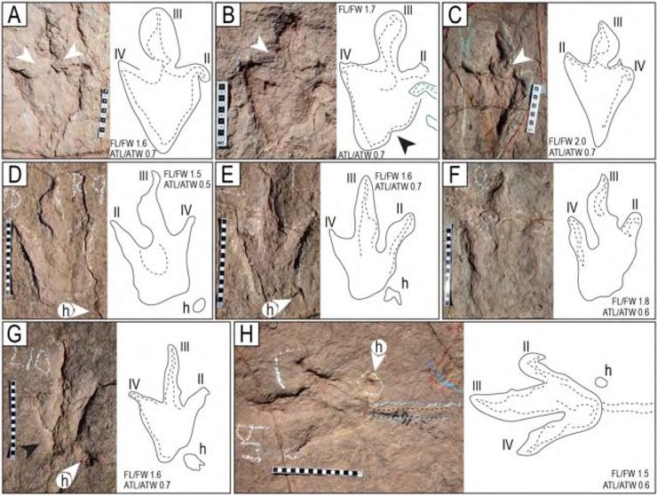 Сліди тероподів