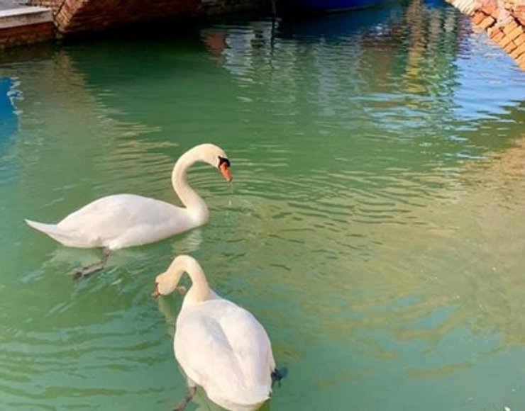 Венеция, карантин, лебеди