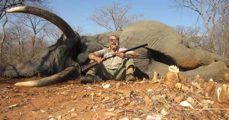 охота на слонов