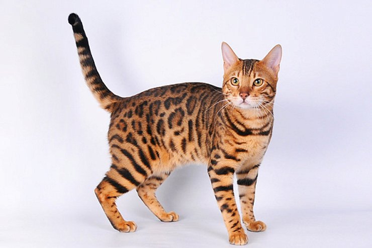 бенгальская кошка, порода кошек