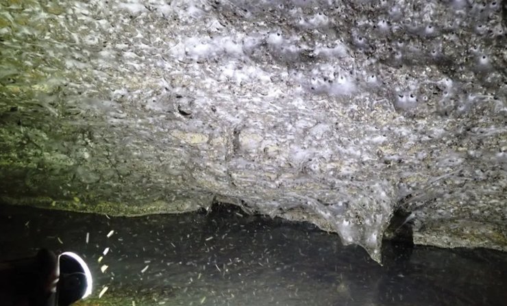 У Сірчаній печері знайдено найбільше павутиння у світі: на ньому сидить 111 тис. павуків (фото)