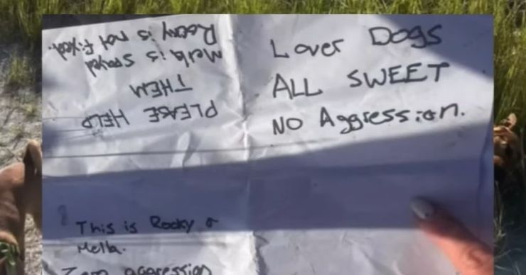 Захист тварин, порятунок безпритульних песиків, США