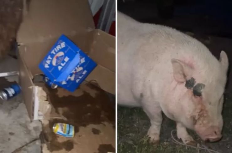 П'яна свиня здивувала господарів, тварини випила всі запаси пива, курйози, смішні історії з життя