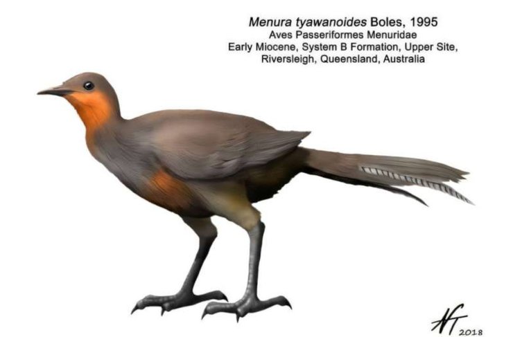 Menura tyawanoides, виды, птицы