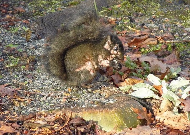 белка, зараженная вирусом