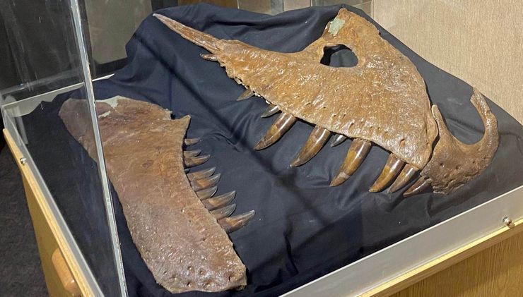 динозавр, скам'янілість