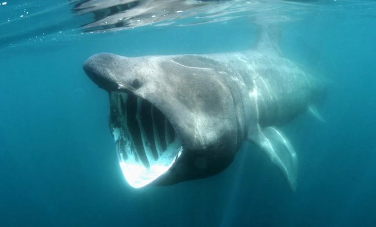 гигантская акула