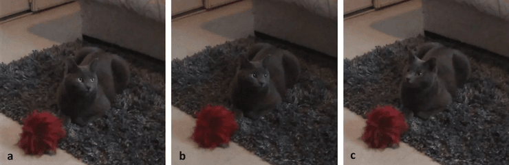 Коты, кот, понимают ли коты, что понимают коты, слышат ли коты, поведение котов, рекакция котов