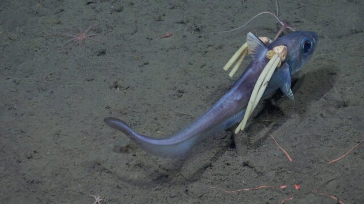 рыба с паразитами