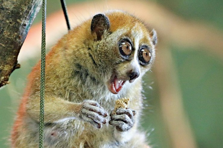 толстый лори, яд толстого лори, ядовитый лори, ядовитые приматы