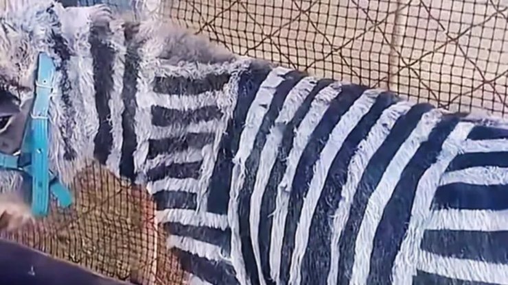 Осел, зебра, покрасили ослов, выдавали за зебр, зебры в зоопарке, создали зебр из ослов, скандал в зоопарке, черно-белые полосы