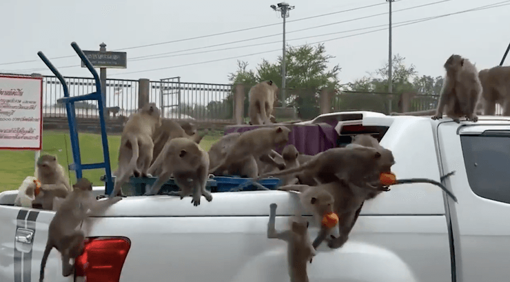 Нападение обезьян на автомобиль, ограбление обезьян