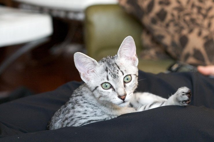 Египетская мау