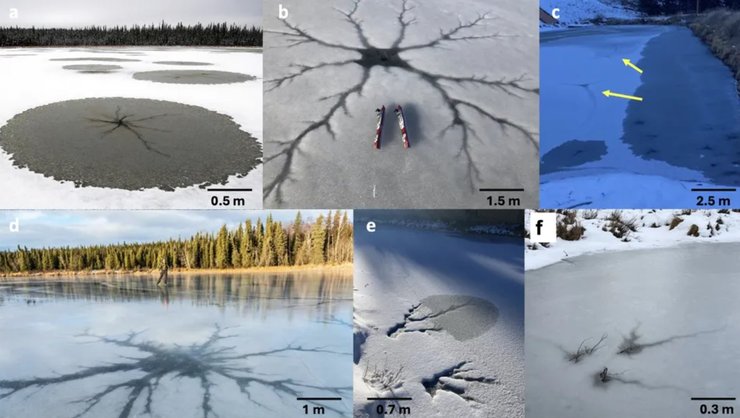 озерні зірки