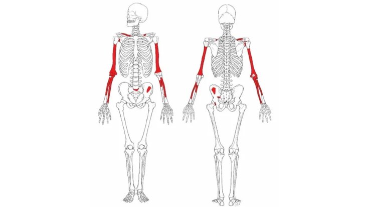 Homo habilis кістки