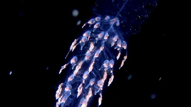 существо море мексика, существо море мексика, Сифонофор,  Сифонофор плывет по воде