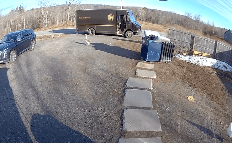 гусь ферма сша курьезы