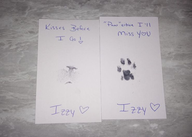 Женщина получила записку, написанную якобы от имени покойного кота, домашние любимцы, курьезы, интересные истории