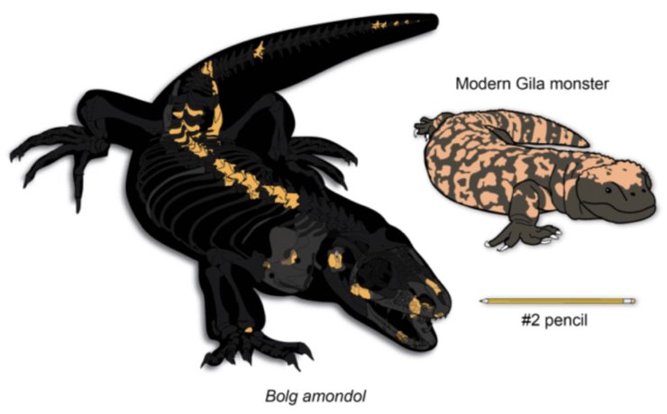 ящерица Bolg amondol
