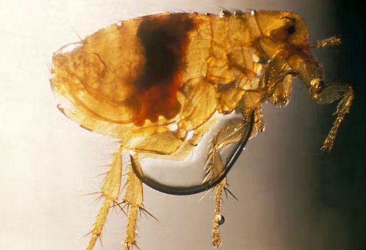 Блоха крысы