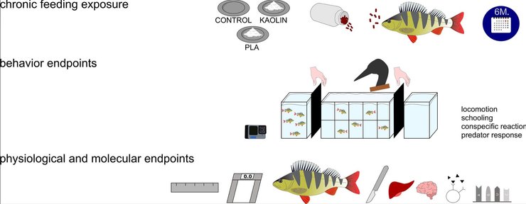 пластик рыба