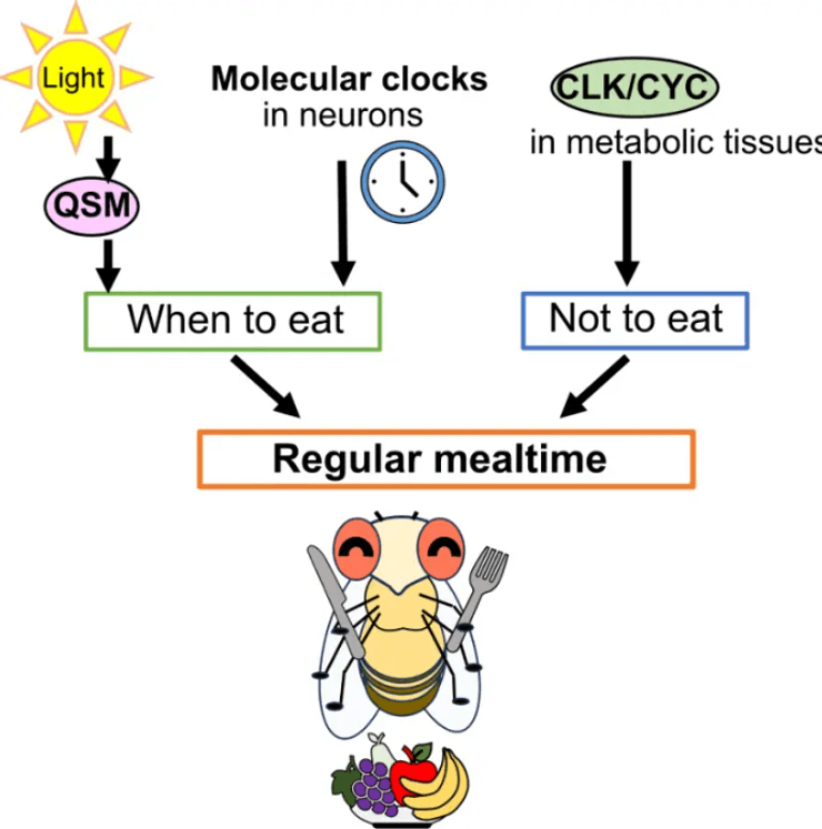 час прийому їжі, добовий ритм, дослідження плодової мушки, біологічний годинник, харчові патерни, ген квазімодо, гени годинника, поведінка тварин, синхронізація, добові цикли