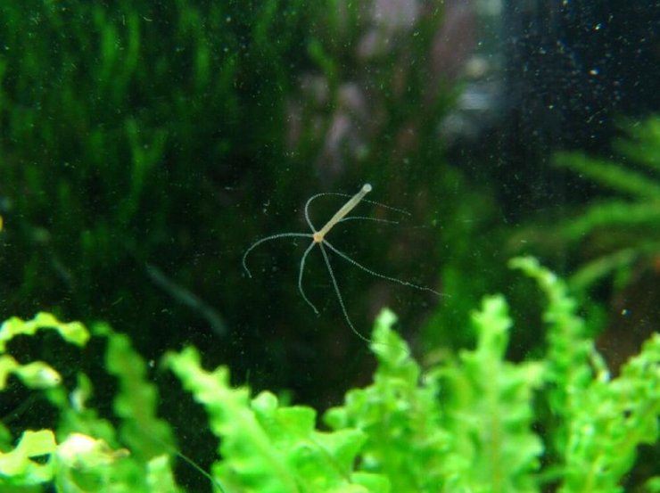 гідра, безсмертна істота, безсмертя, як уповільнити старіння, як уникнути старіння, теломераза, регенерація, днк