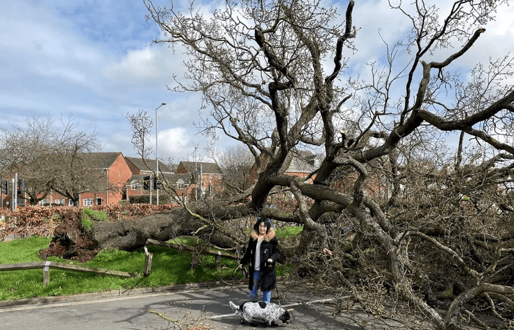 Дерево упало на почтовый ящик, почтальон, упало дерево, вековой дуб, врезались машины, обманул смерть, родился в рубашке