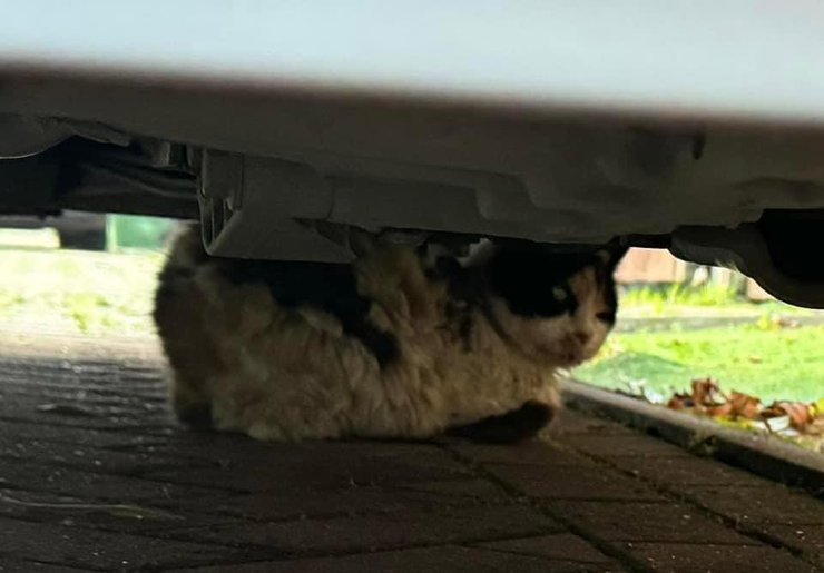 Зниклий кіт повернувся додому через 5 років, кіт, кішка, домашня тварина, кіт 5 років жив на вулиці, знайшли кота, зворушливе возз'єднання